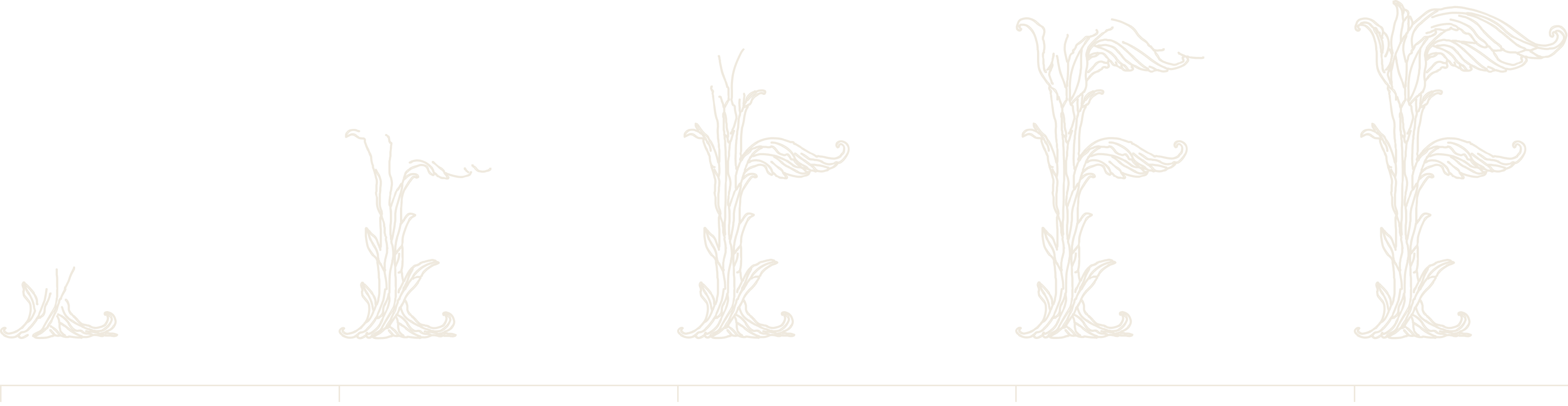 Five states of the F standing on one baseline, each a further stage of the same drawing: the acanthus root alone, the stem climbing out of it, the wing opening across the upper arm, the leaves closing along the stem, and the finished letter. A tick on the measure line sits under each.